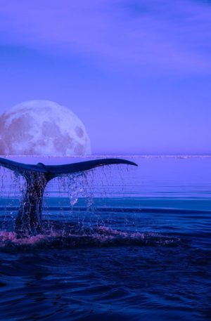 S’ouvrir à sa transformation intérieure avec l’énergie des baleines – Hypnose & Chant Vibratoire